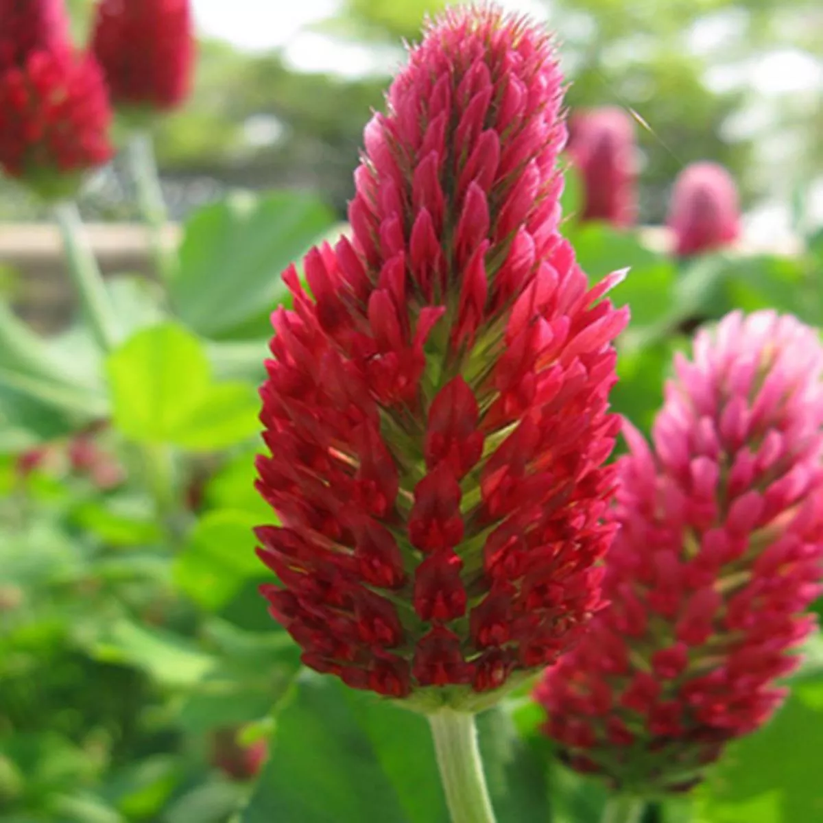 CRIMSON CLOVER PER KG